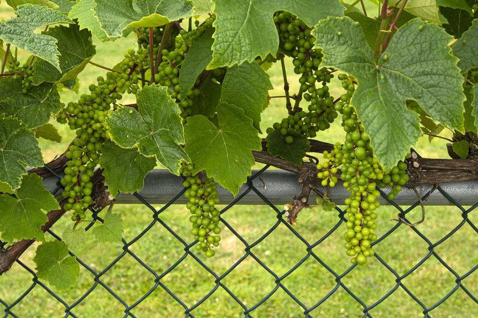 Las enredaderas de uva se arrastran por la cerca de alambre.