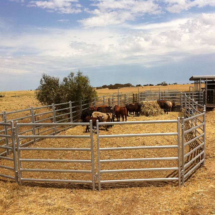 Several cattle are raised in cattle panels.