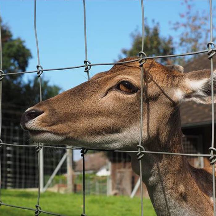 A deer is in the area enclosed by the fixed knot fences.
